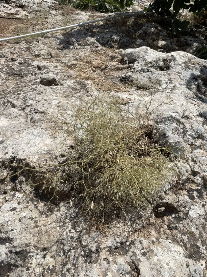 Gypsophila gypsophiloides
