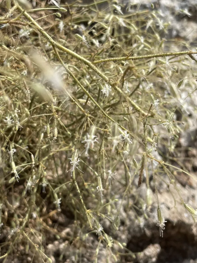 Gypsophila gypsophiloides
