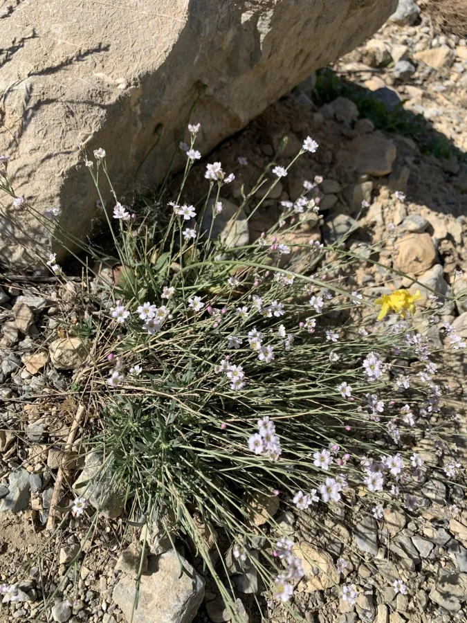 Gypsophila nabelekii