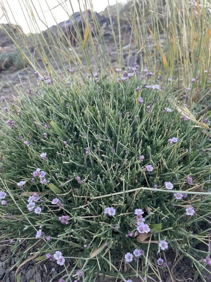 Gypsophila nabelekii