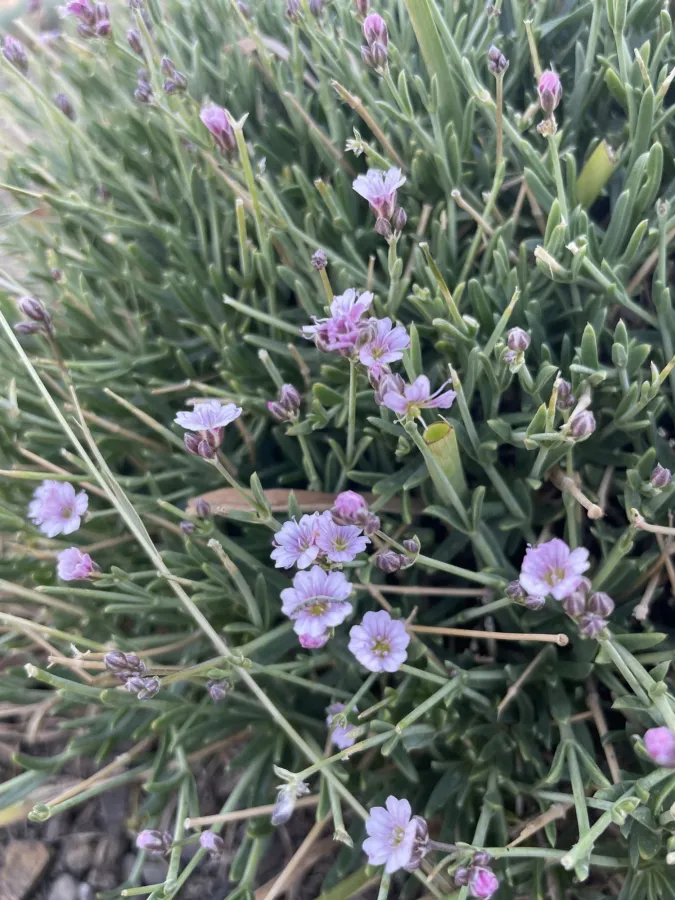 Gypsophila nabelekii