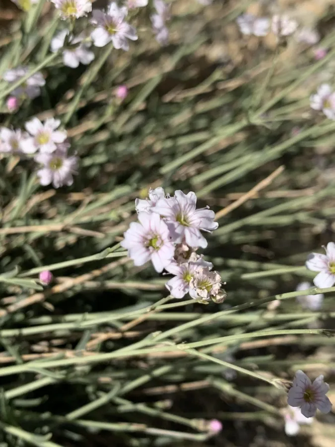 Gypsophila nabelekii
