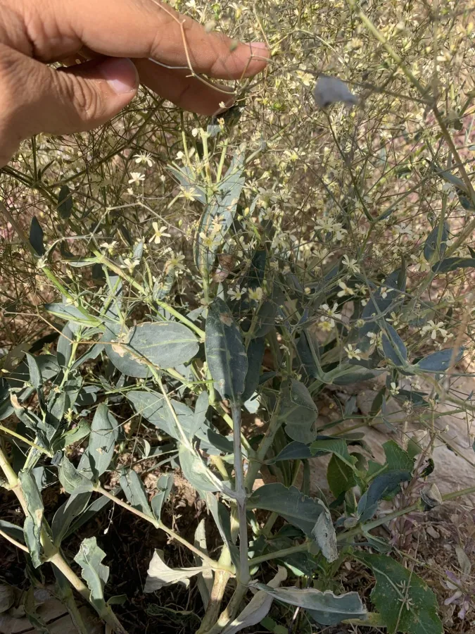 Gypsophila persica