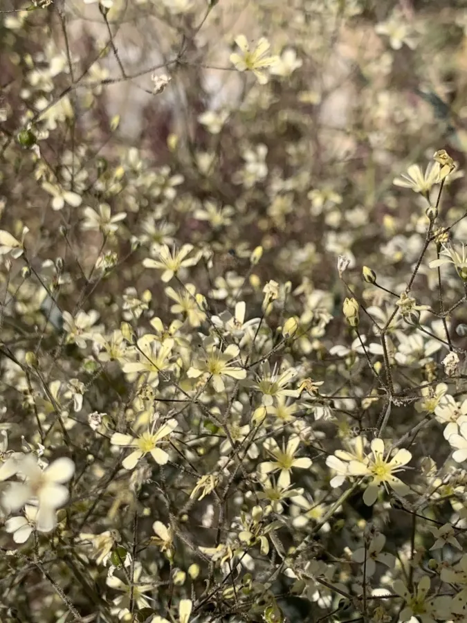 Gypsophila persica
