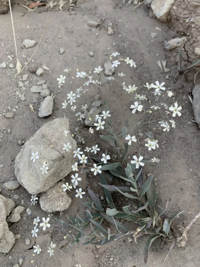 Gypsophila persica