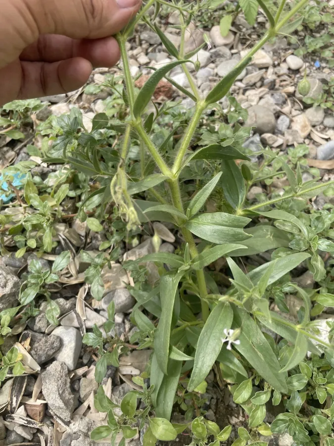Gypsophila pilosa