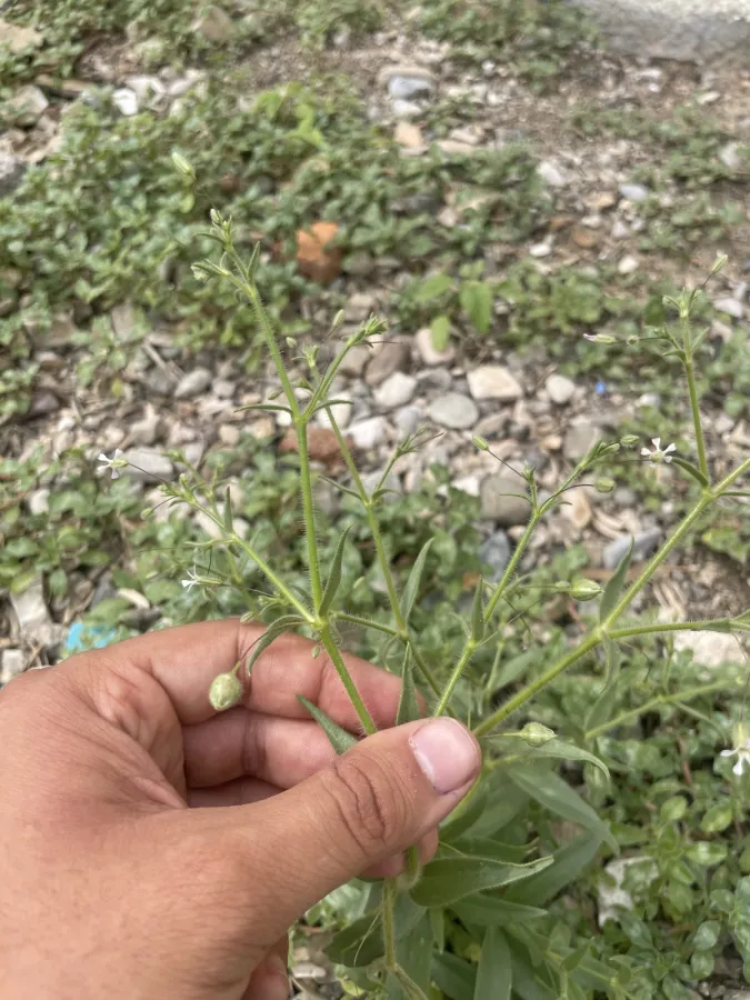 Gypsophila pilosa
