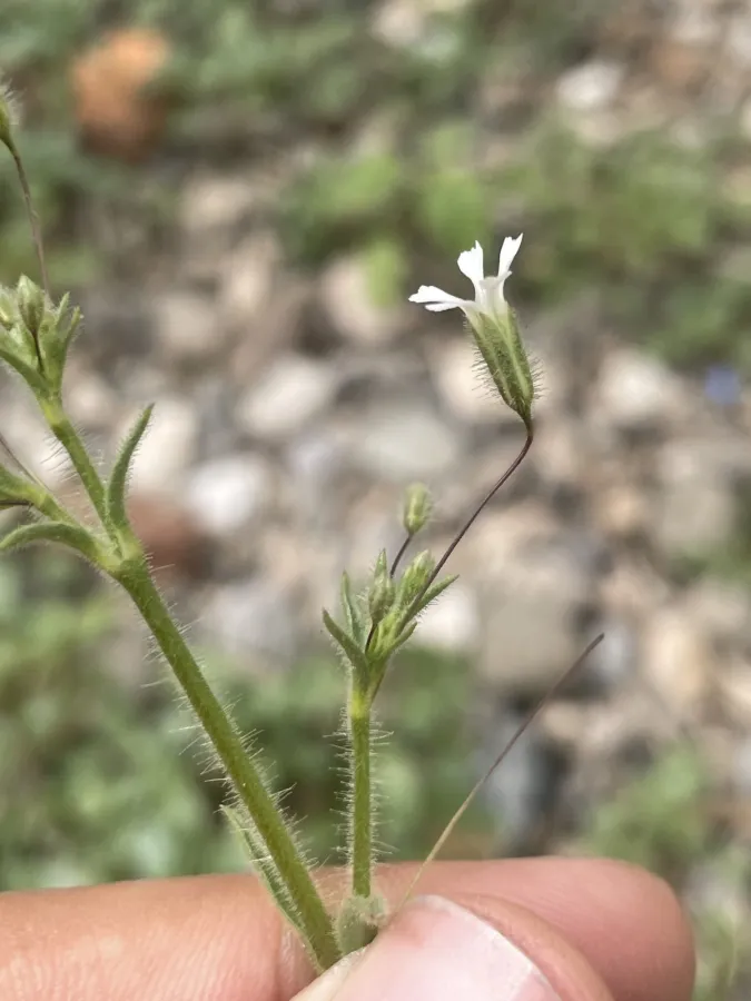 Gypsophila pilosa