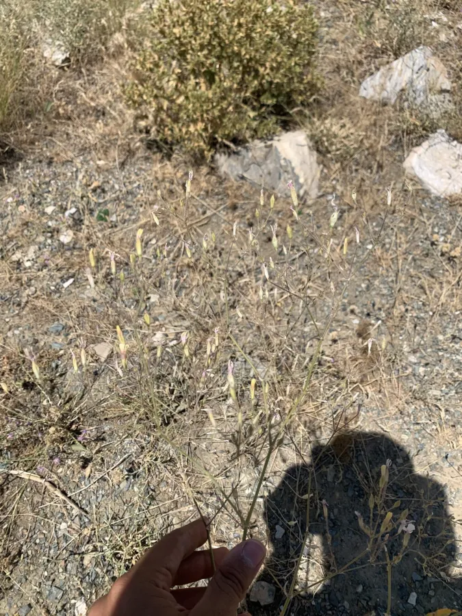 Gypsophila platyphylla