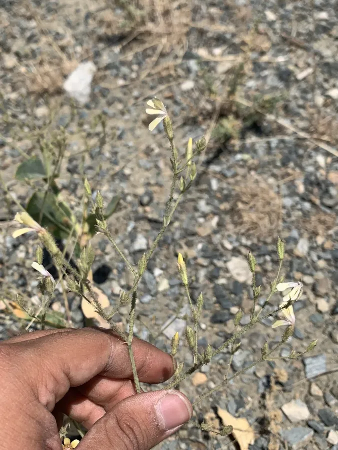 Gypsophila platyphylla