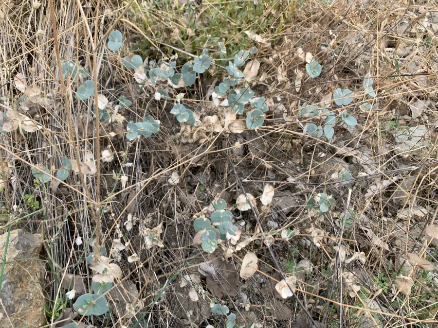 Gypsophila ruscifolia
