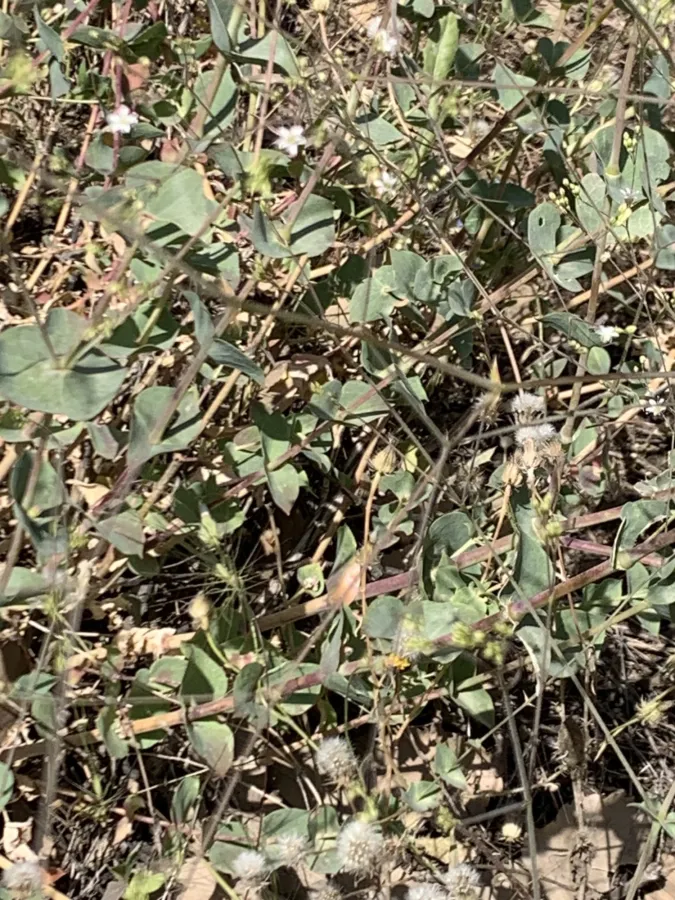 Gypsophila ruscifolia