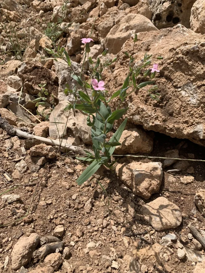Gypsophila vaccaria