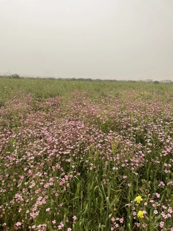 Gypsophila vaccaria