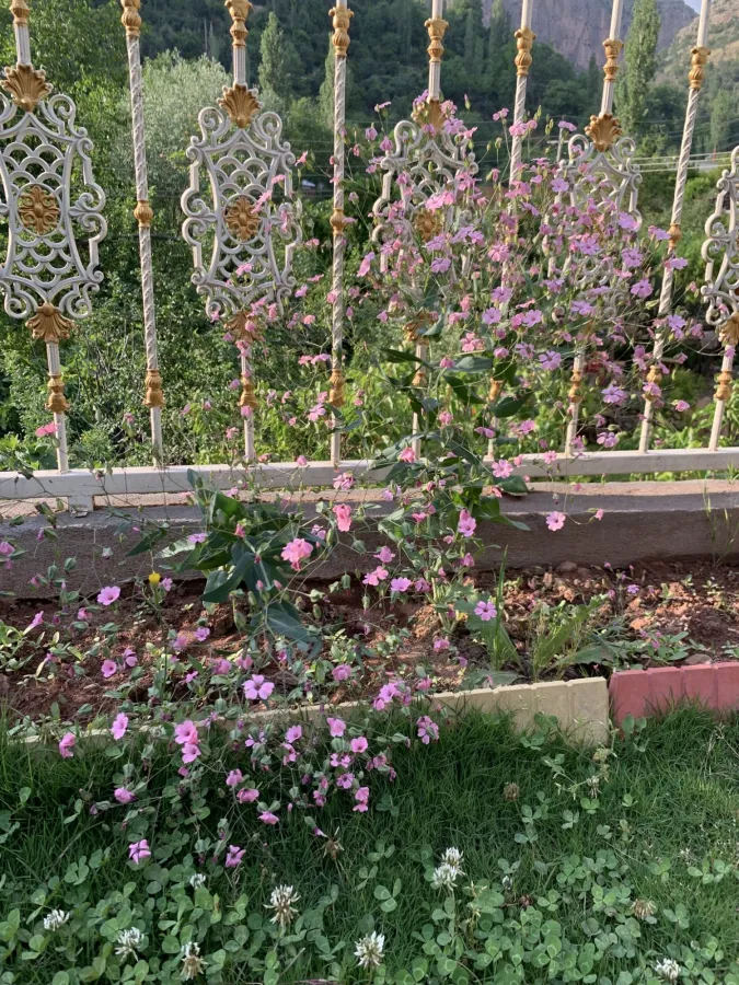 Gypsophila vaccaria