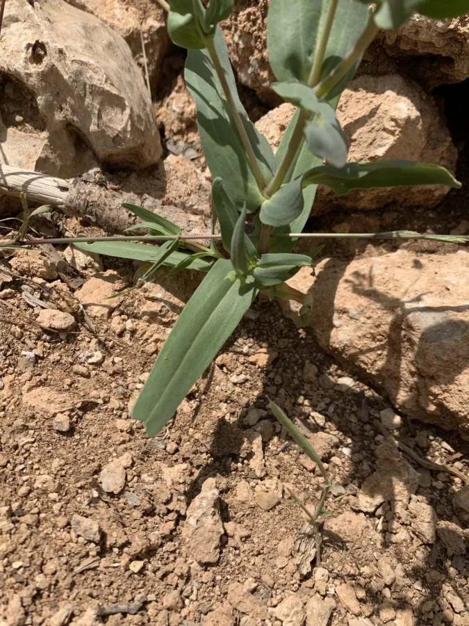 Gypsophila vaccaria