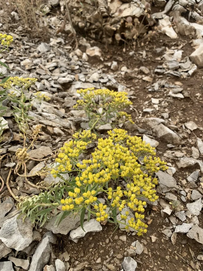 برامورتکه ی ناوچؤمانی