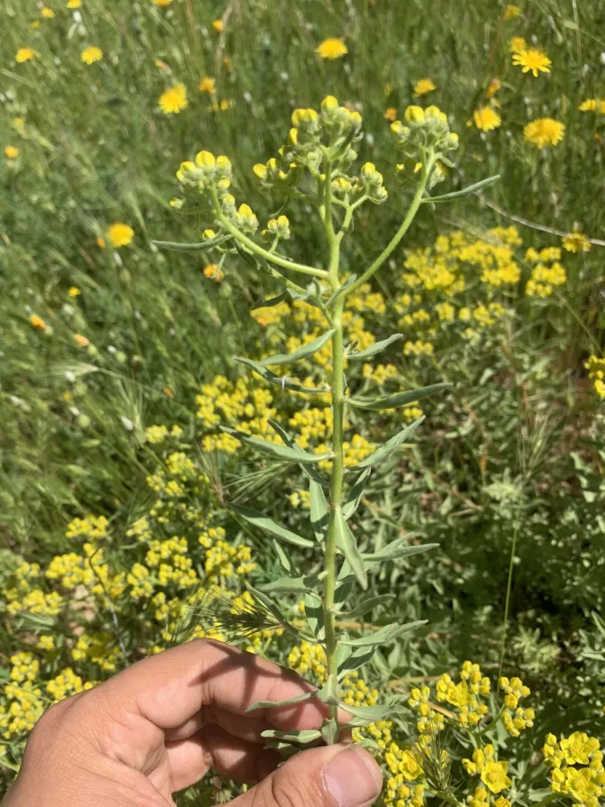 برامورتکه ی ناوچؤمانی