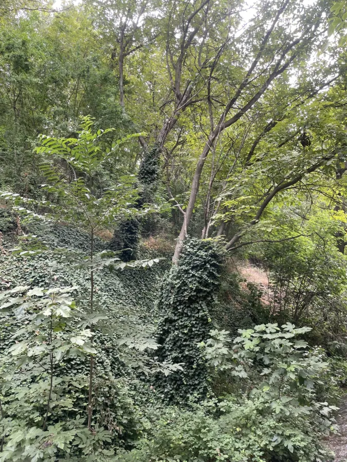 Hedera pastuchovii