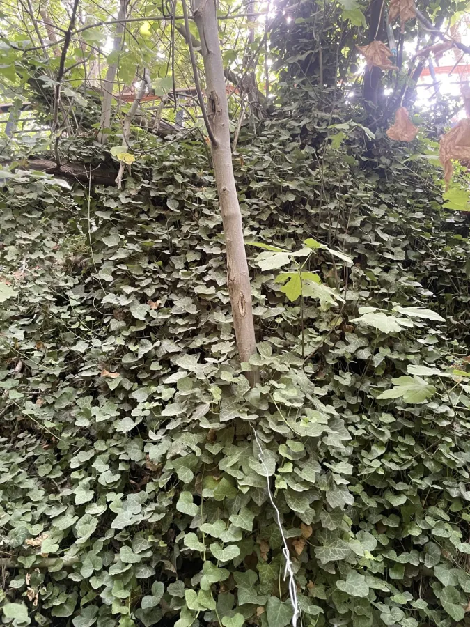 Hedera pastuchovii