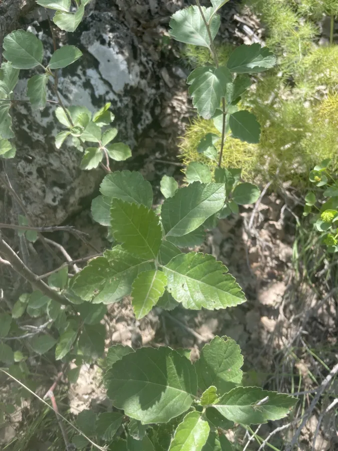 Hedlundia persica