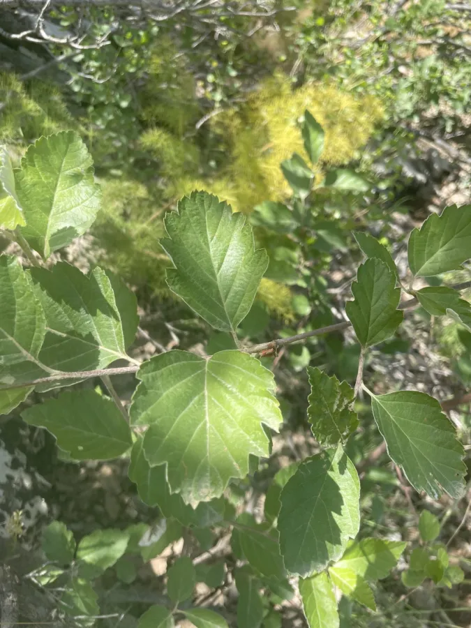 Hedlundia persica