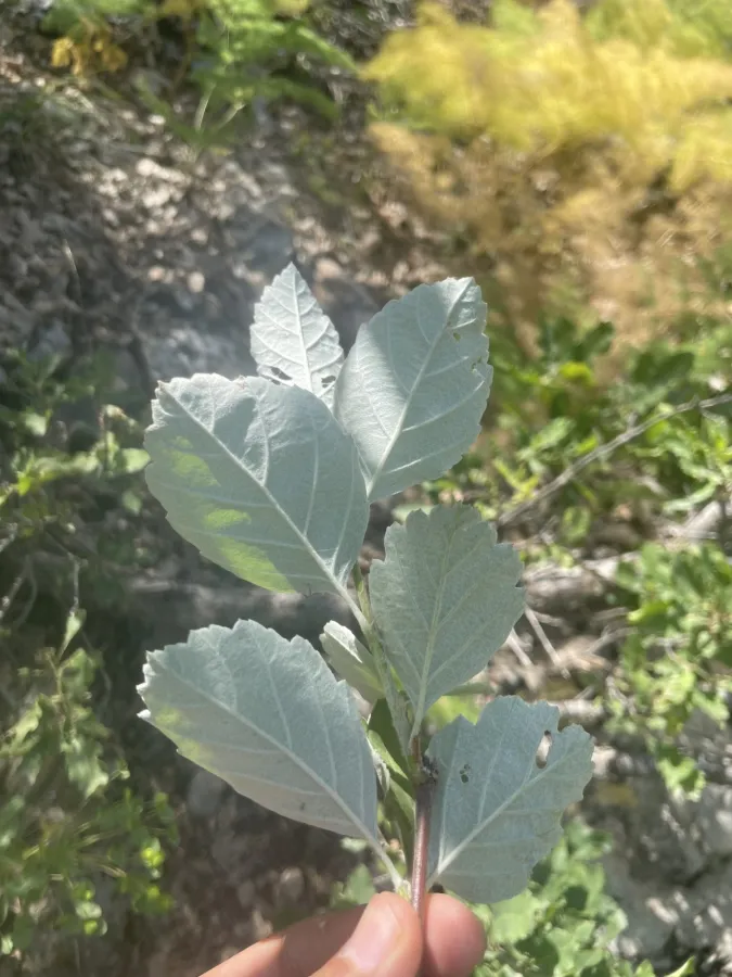 Hedlundia persica