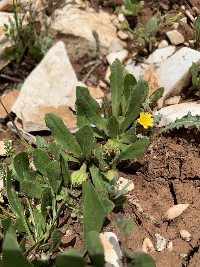 Hedypnois rhagadioloides