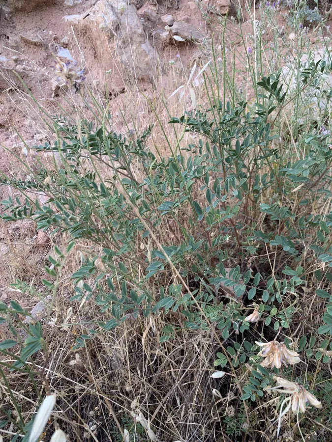 Hedysarum syriacum