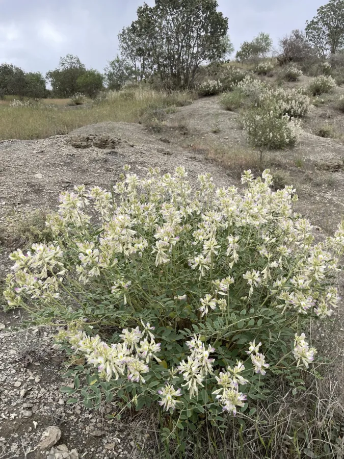 Hedysarum syriacum