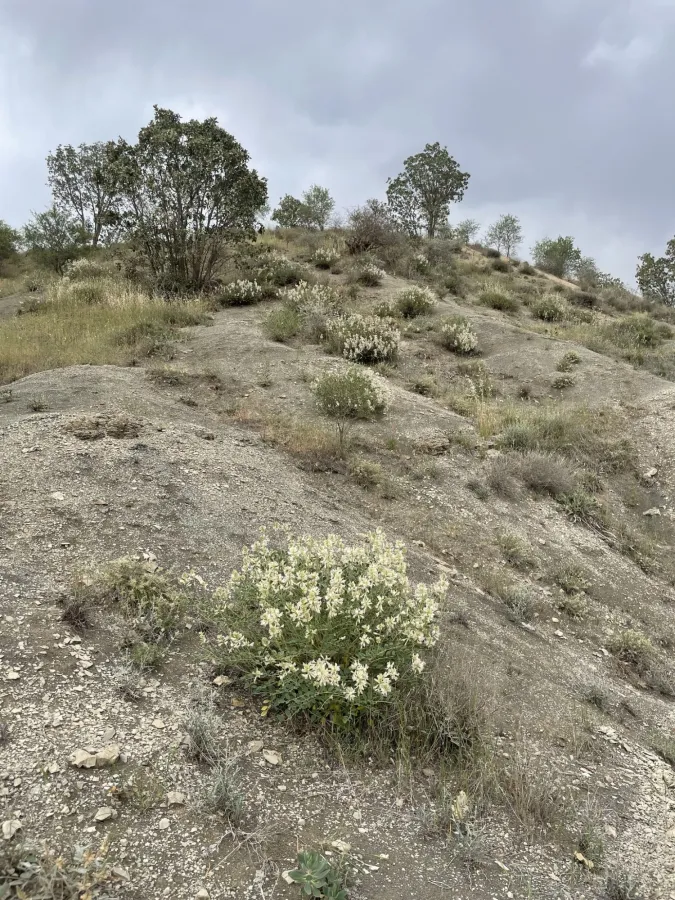 Hedysarum syriacum