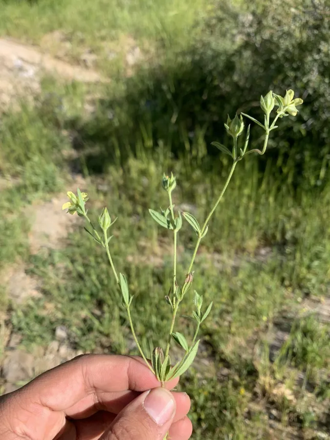 دانە مەلووچکانە، دانە مەلووچنک، دانە مەلووچک، دانە مەلووچکە