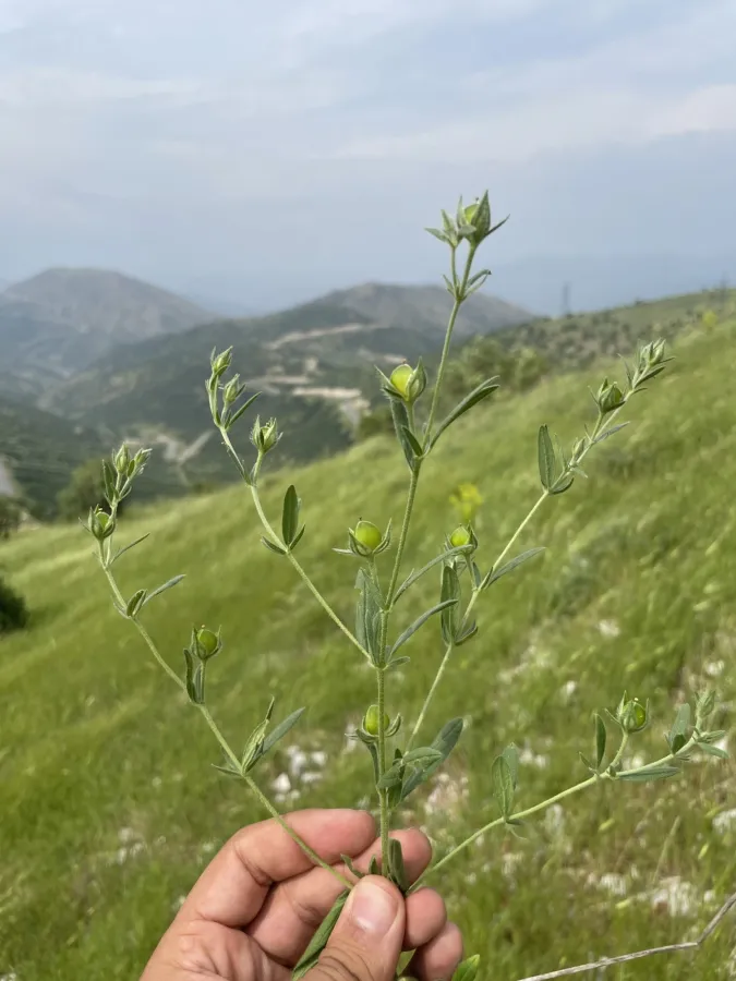 دانە مەلووچکانە، دانە مەلووچنک، دانە مەلووچک، دانە مەلووچکە