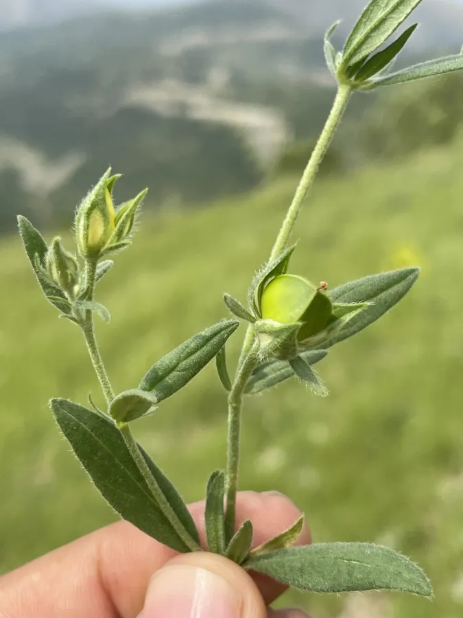 دانە مەلووچکانە، دانە مەلووچنک، دانە مەلووچک، دانە مەلووچکە