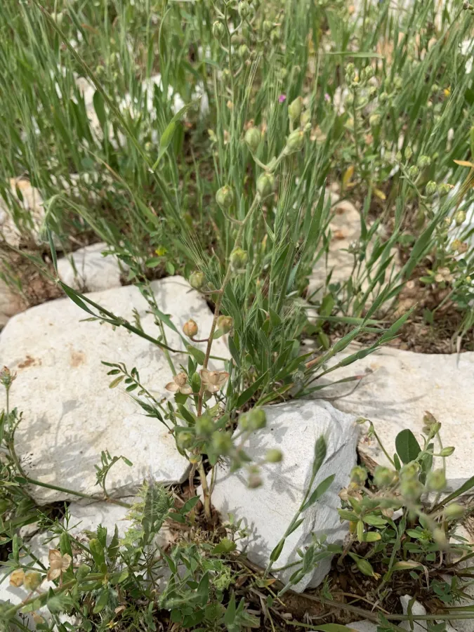 دانە مەلووچکانەی پەلکە بێ ئاسا