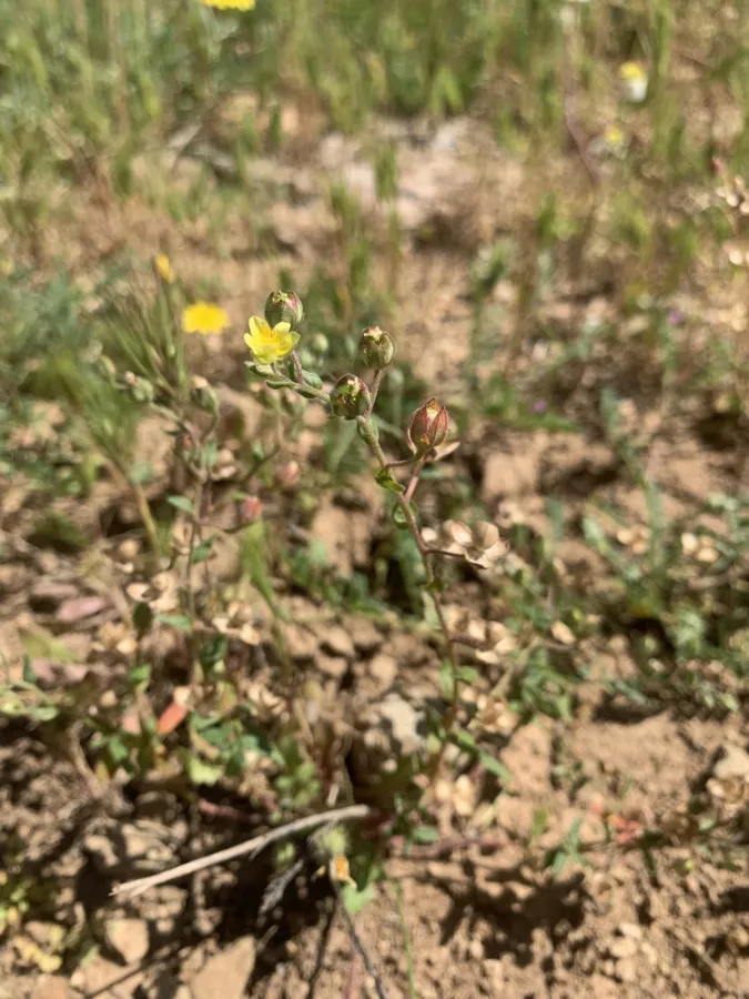 دانە مەلووچکانەی پەلکە بێ ئاسا
