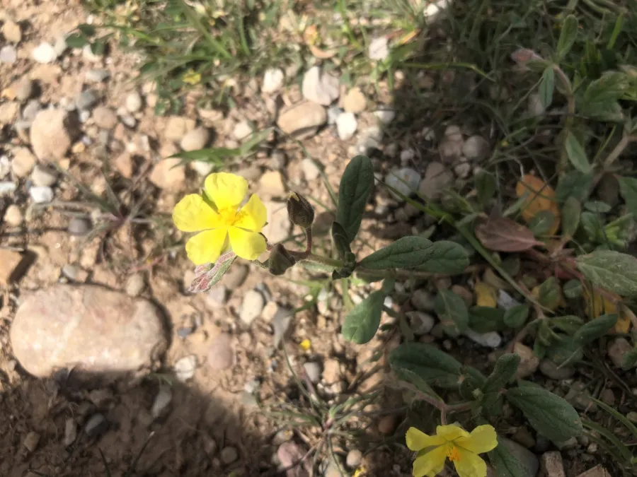 دانە مەلووچکانەی پەلکە بێ ئاسا