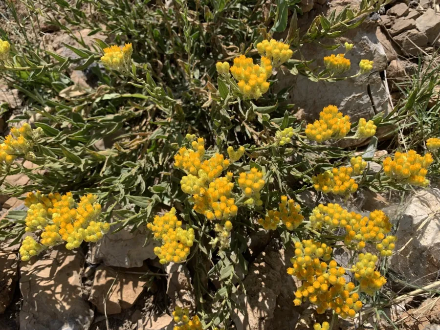 گولەڕێزان، گولەڕومێ، گولەڕۆنە، گولەمارانە، گولەڕومینە، گولەڕازینە، گولەڕۆنی