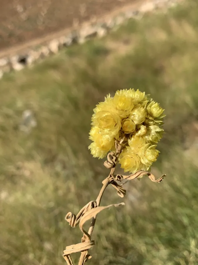 گولەڕێزانی گێچدار