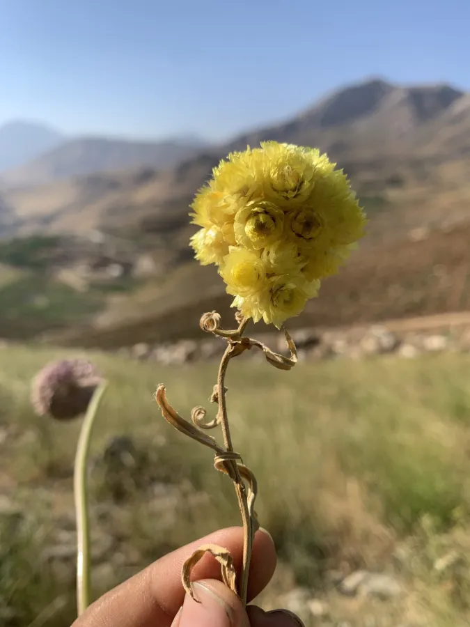 گولەڕێزانی گێچدار