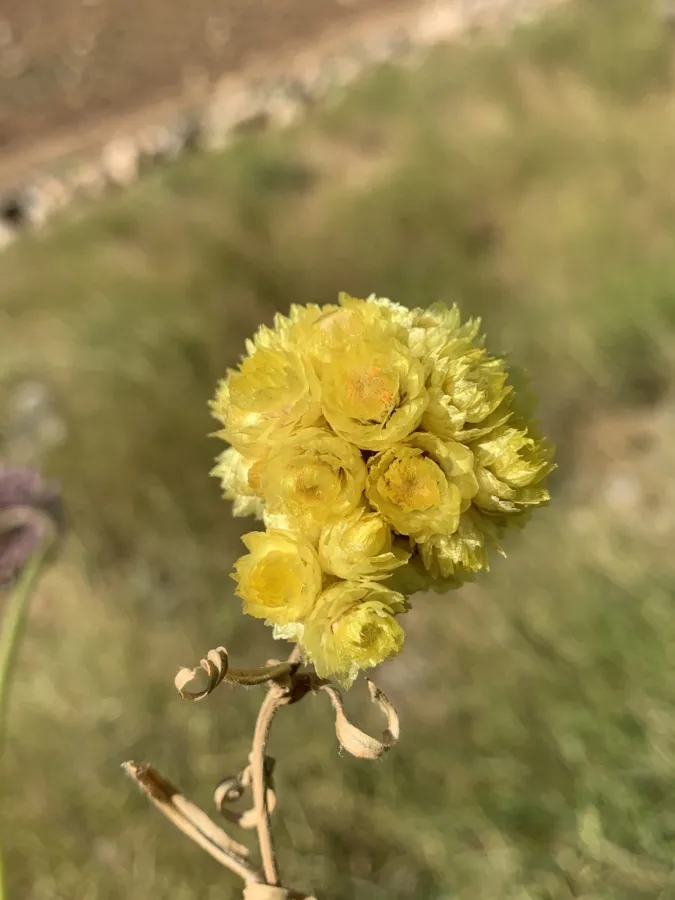 گولەڕێزانی گێچدار