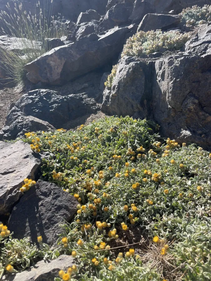 Helichrysum psychrophilum
