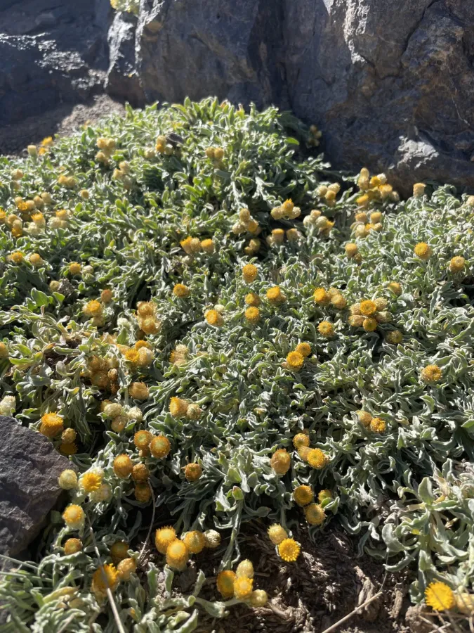 Helichrysum psychrophilum