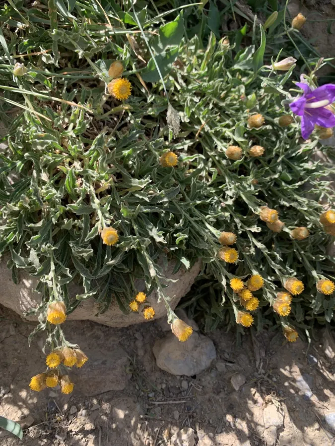 Helichrysum psychrophilum