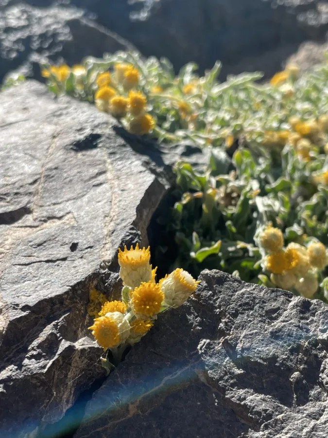 Helichrysum psychrophilum