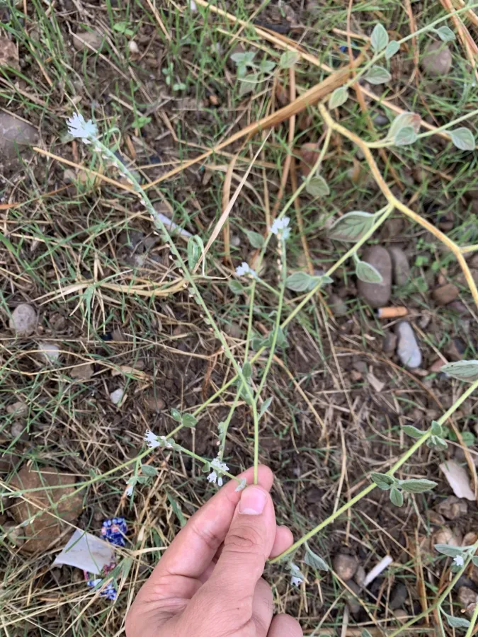 Heliotropium circinatum