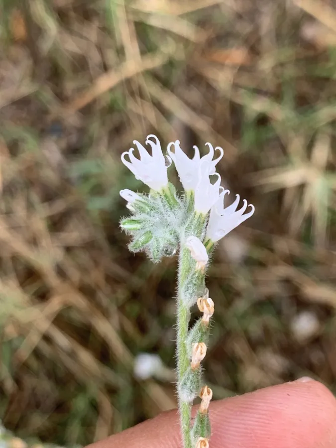 Heliotropium circinatum
