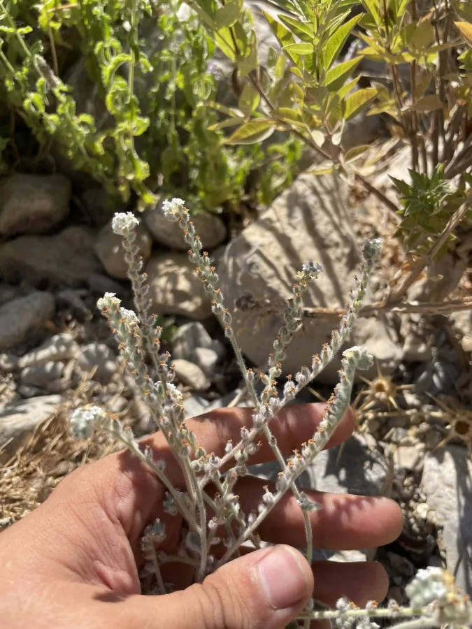گولە سنگەی تورکمانی