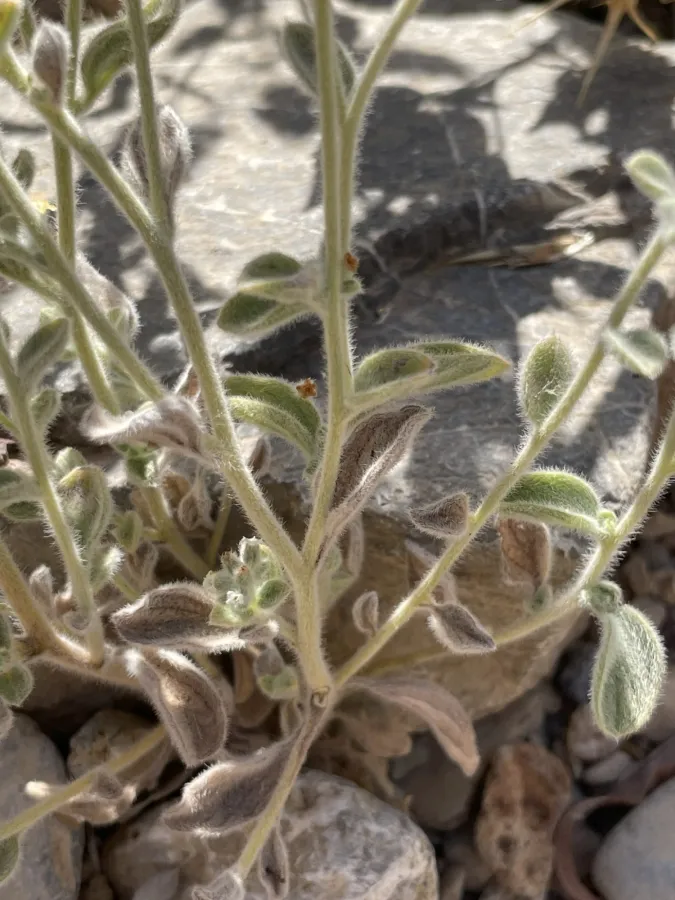Heliotropium ellipticum