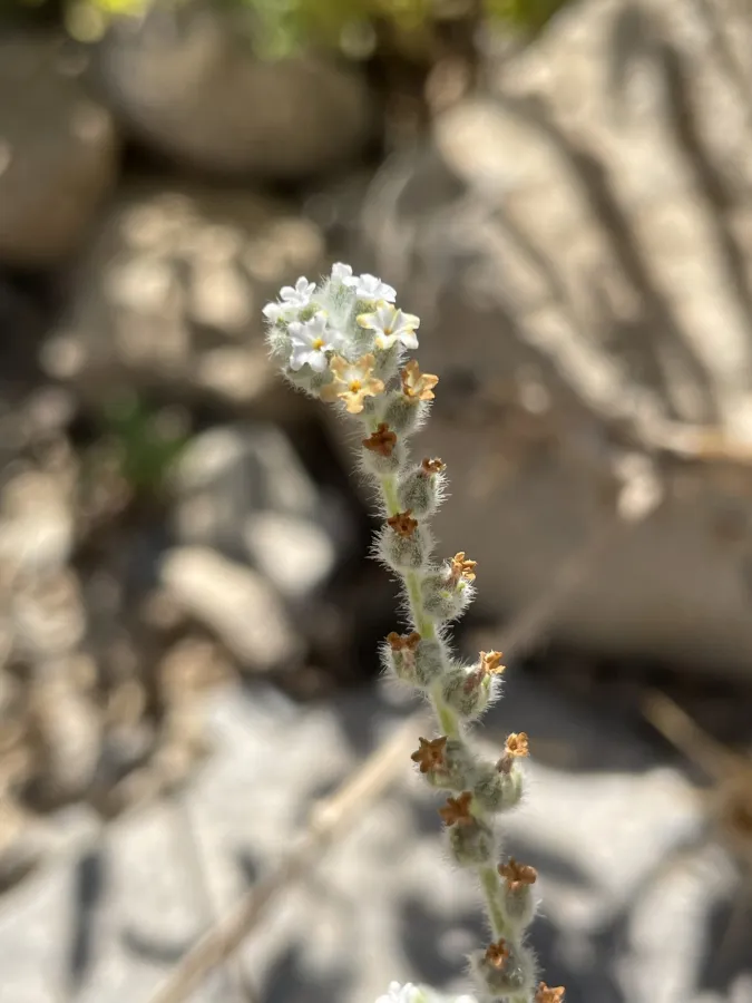 Heliotropium ellipticum